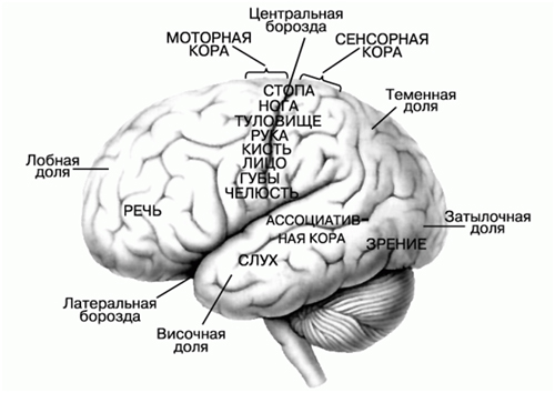 Строение мозга человека