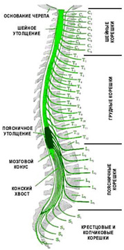 Периферические нервы человека