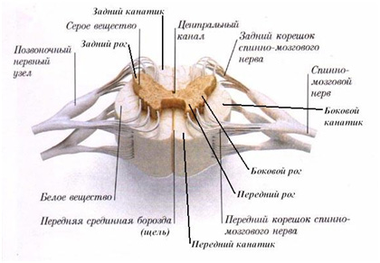 Спинной мозг и периферические нервы человека